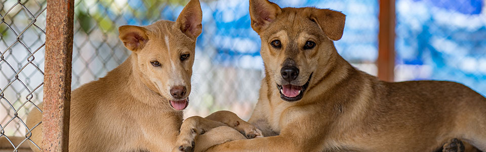 Dog shelters in my hot sale area